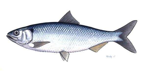 Image of Black Sea shad