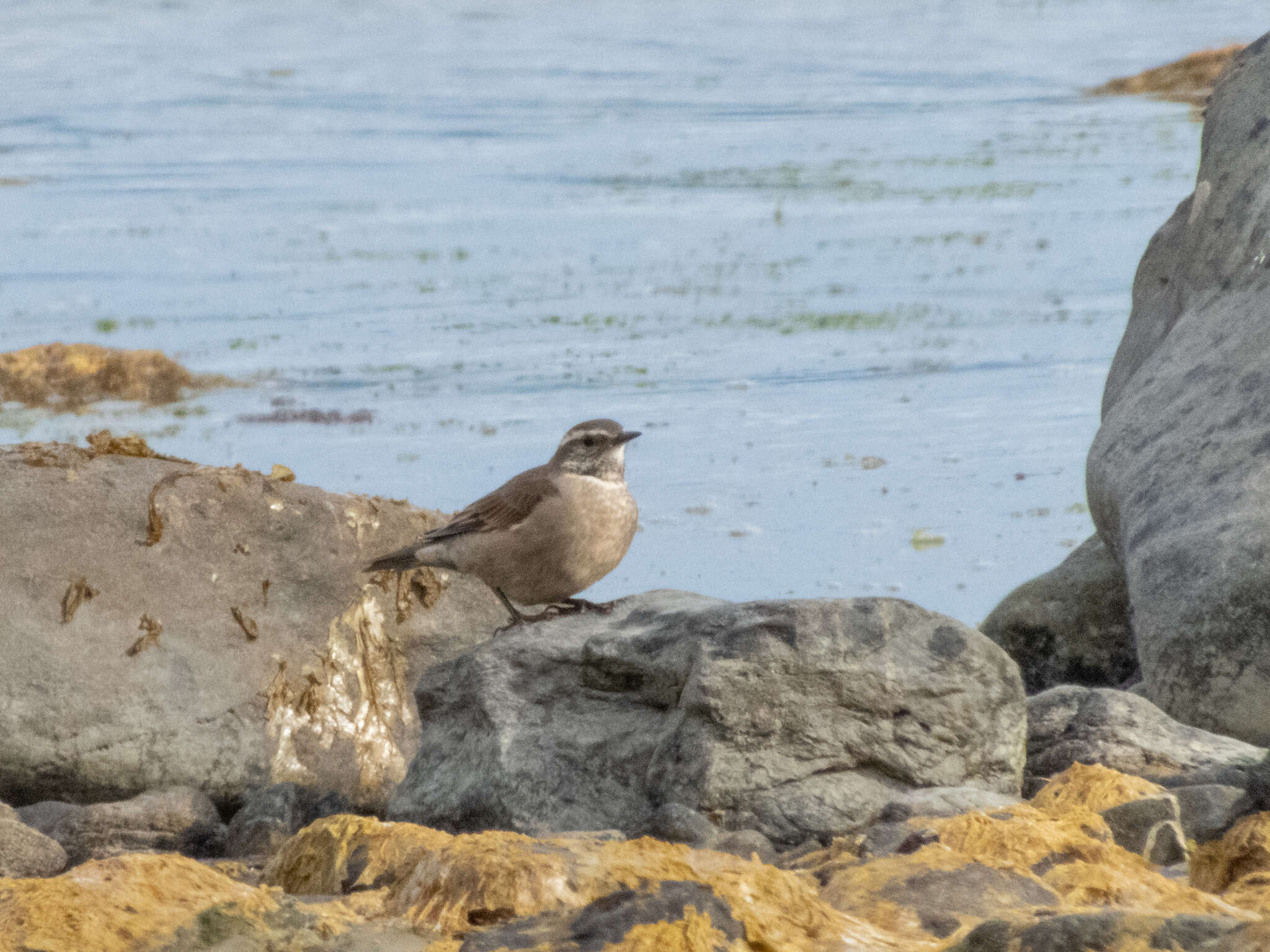 Image of Bar-winged cinclodes