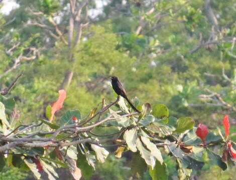 Image of Black Drongo