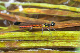 Image of Libellago aurantiaca (Selys 1859)