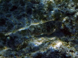 Image of Yellowtail parrotfish