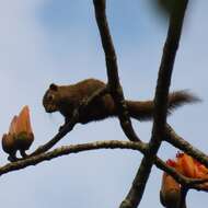 Слика од Callosciurus pygerythrus (I. Geoffroy Saint-Hilaire 1833)