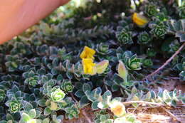 Image of Crotalaria similis Hemsl.