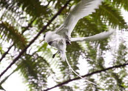 Image of White-tailed Tropicbird