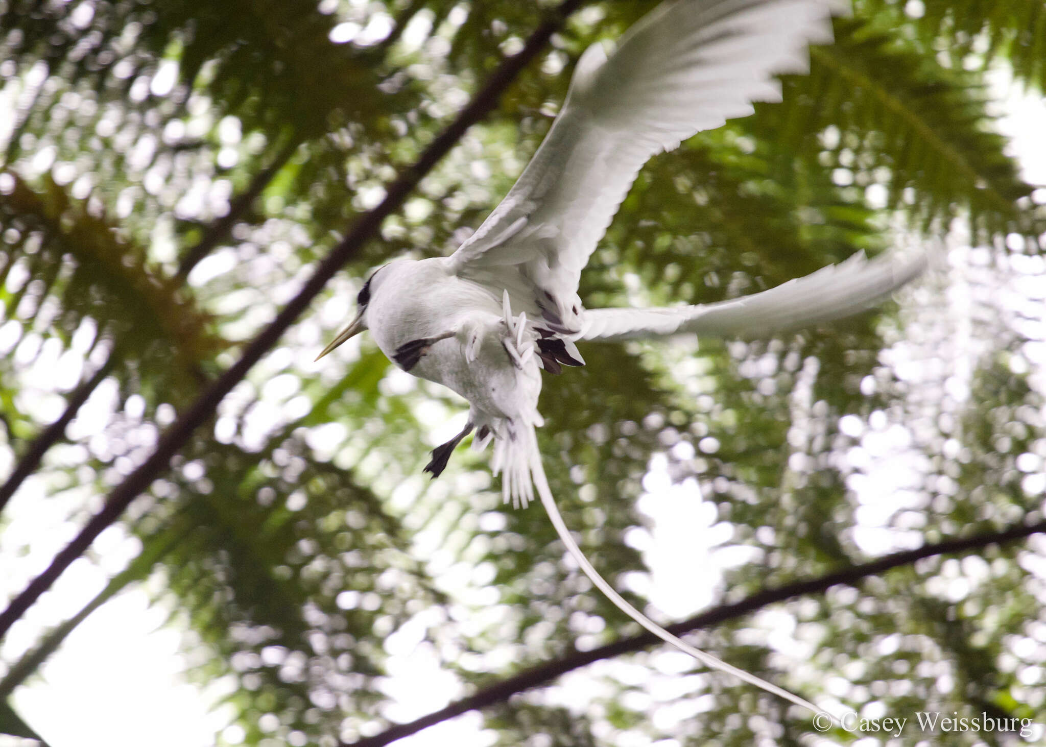 Image of White-tailed Tropicbird