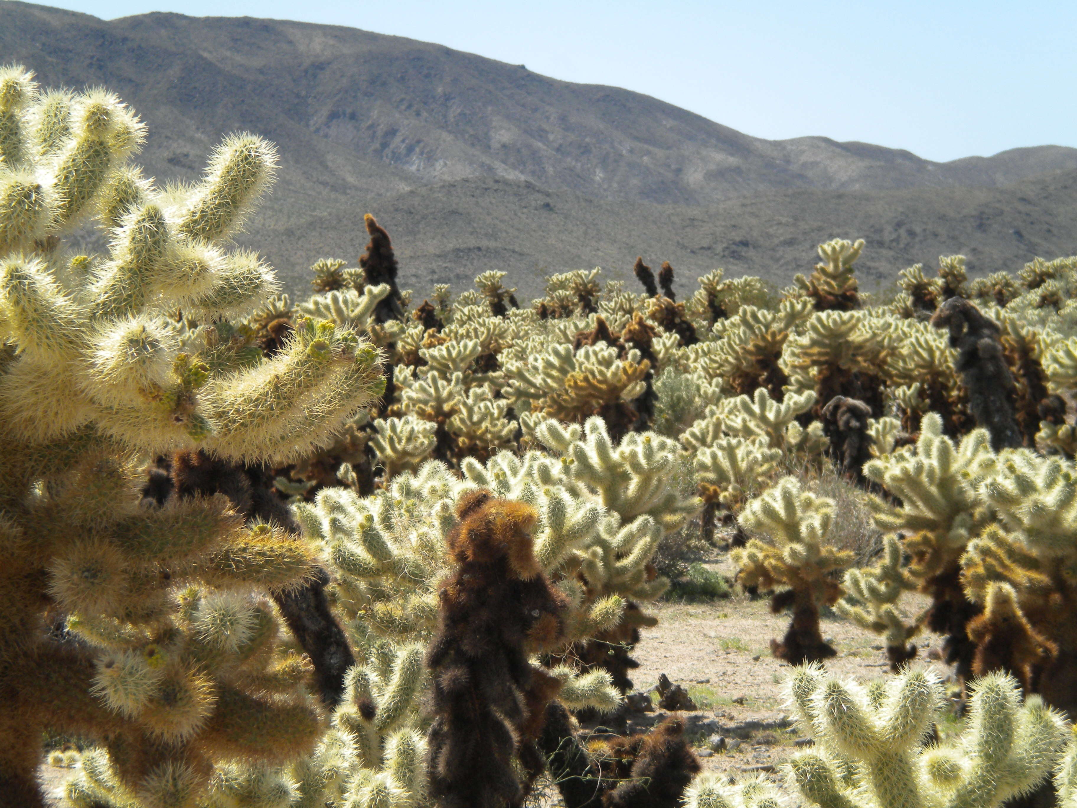 Image de Cylindropuntia bigelovii (Engelm.) F. M. Knuth