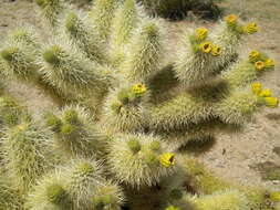 Image de Cylindropuntia bigelovii (Engelm.) F. M. Knuth