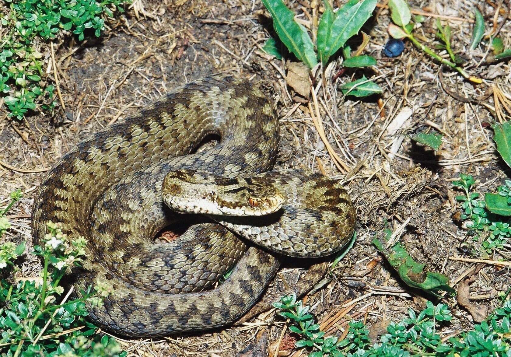 Image of Vipera berus berus (Linnaeus 1758)