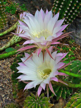 Echinopsis oxygona resmi