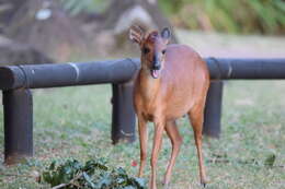 Image of Natal Duiker