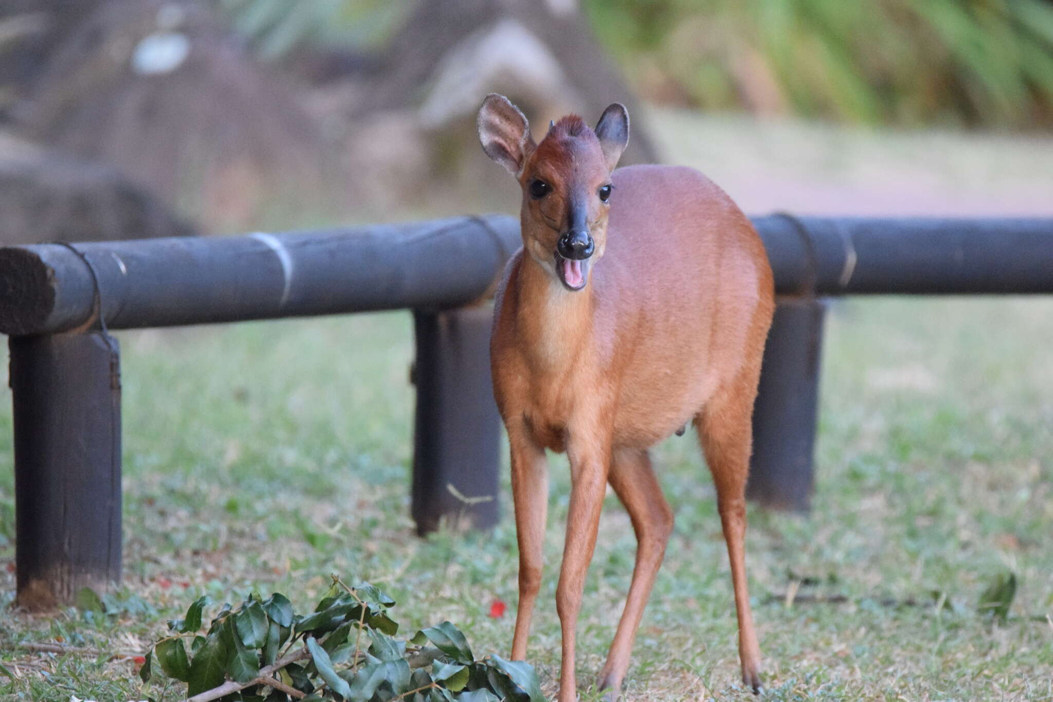 Image of Natal Duiker