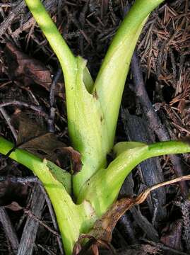 Image of bogbean