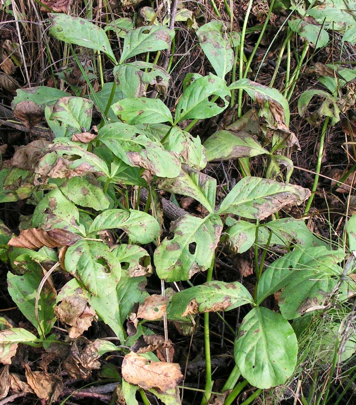 Image of bogbean