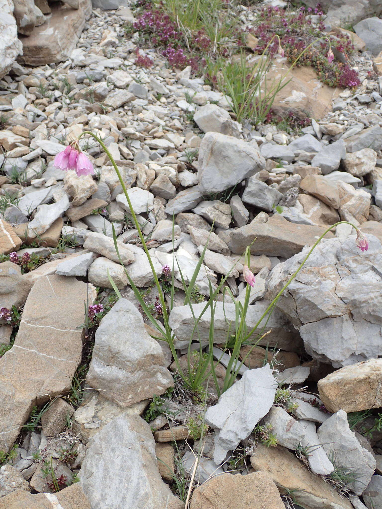 Image of Allium narcissiflorum Vill.