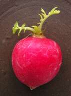 Image of cultivated radish