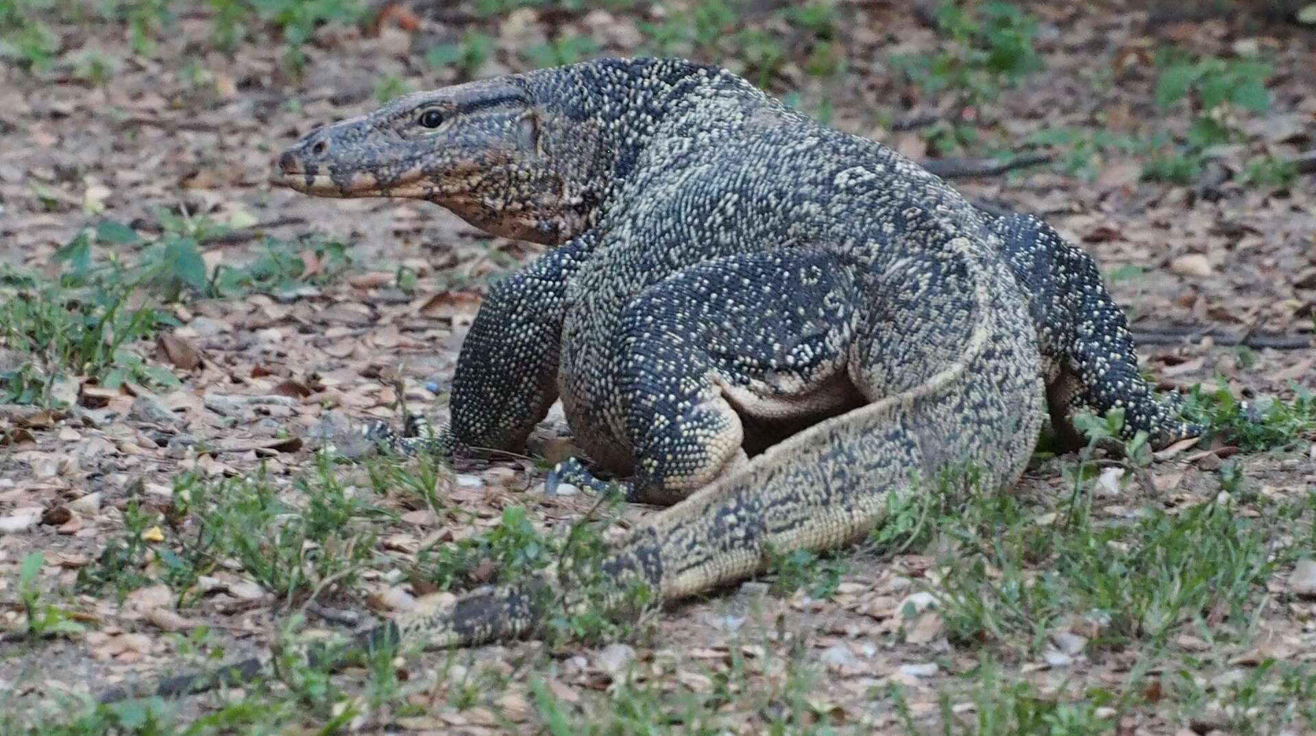 Image of Varanus salvator macromaculatus Deraniyagala 1944