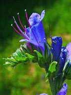 Imagem de Echium vulgare L.