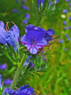 Imagem de Echium vulgare L.