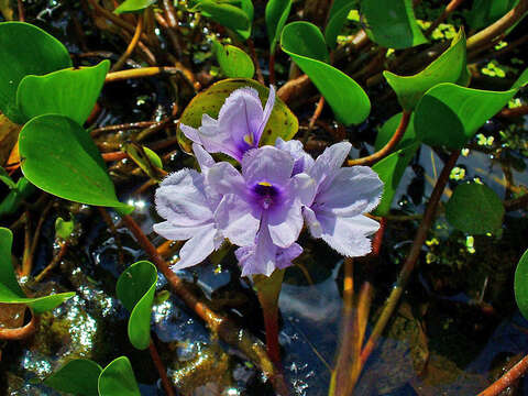 Image de Eichhornia azurea (Sw.) Kunth