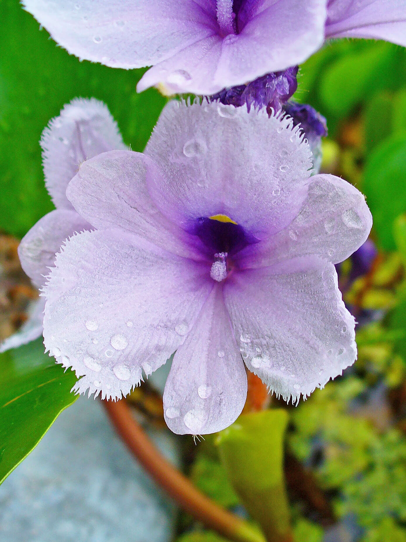 Image of anchored water hyacinth