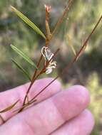 Image of Grevillea parviflora subsp. parviflora