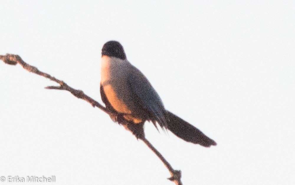 Image of Iberian Magpie