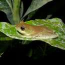 Image of Rainforest Reed Frog