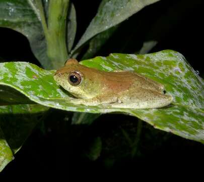 Hyperolius tuberculatus (Mocquard 1897) resmi