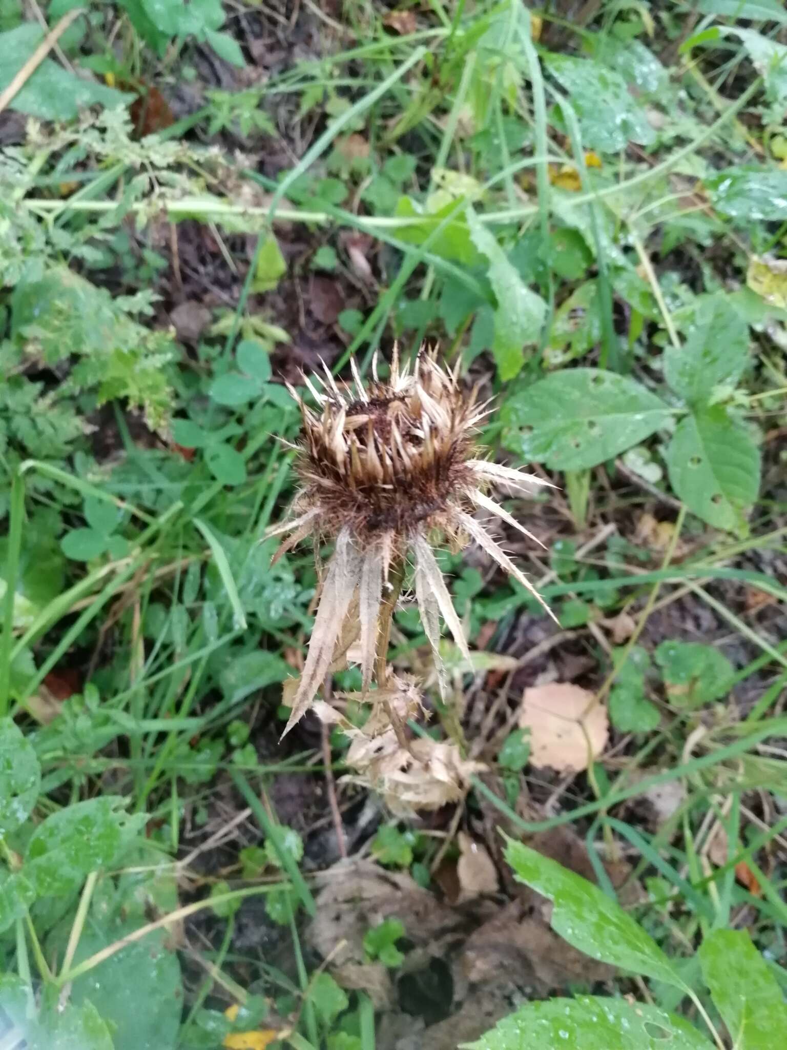 Image of Carlina biebersteinii Bernh. ex Hornem.