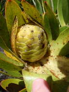 Image de Leucadendron laureolum (Lam.) Fourc.