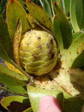 Image of Golden Sunshinebush