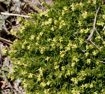 Plancia ëd Galium andrewsii subsp. gatense (Dempster) Dempster & Stebbins