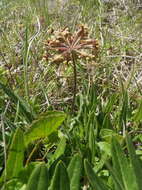 Asclepias crispa var. plana N. E. Br.的圖片