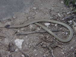 Image of Mexican Blackhead Snake