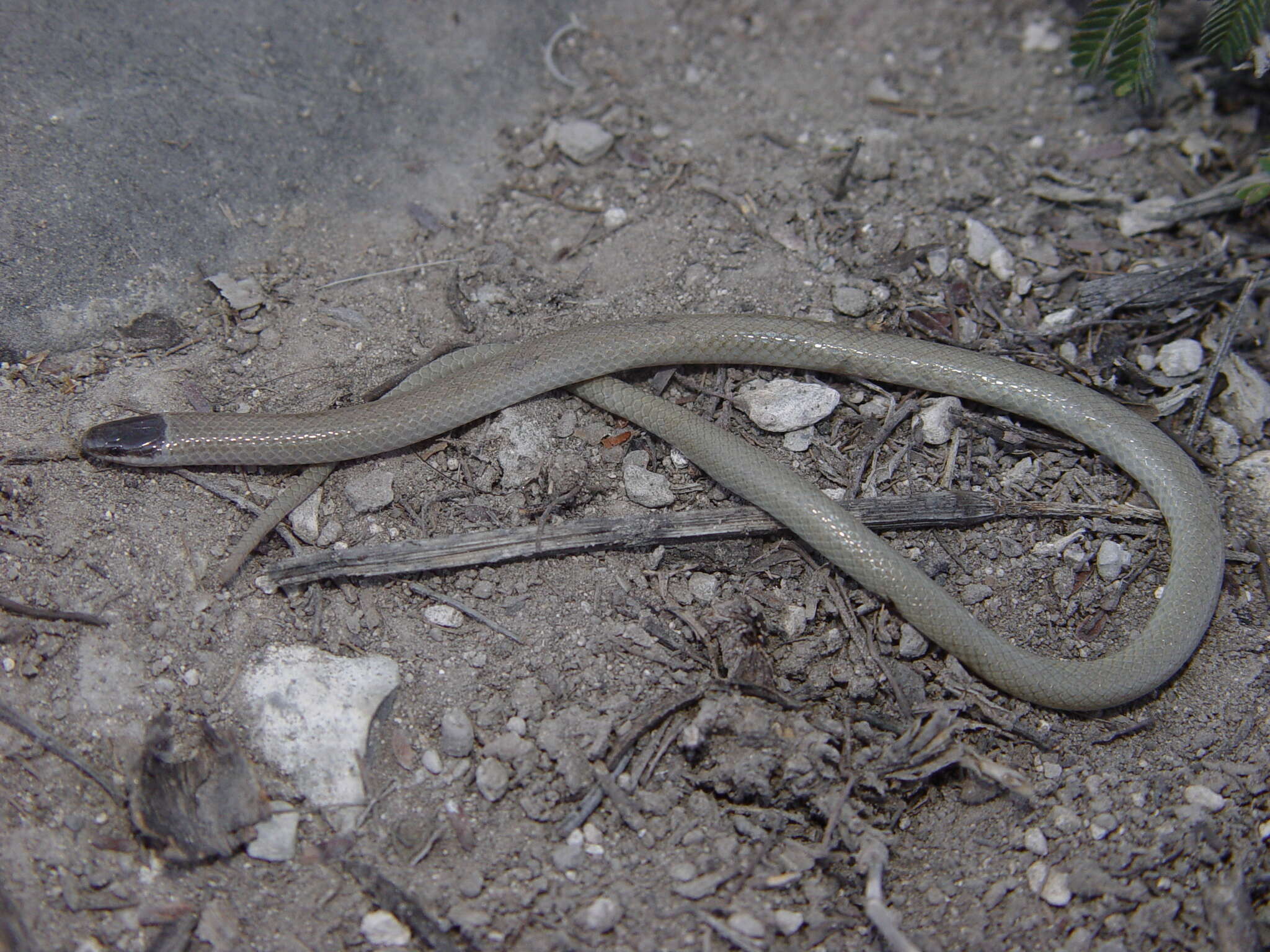 Tantilla atriceps (Günther 1895)的圖片