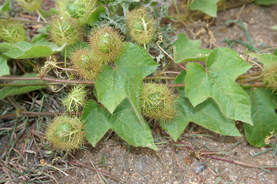 Sivun Passiflora foetida L. kuva