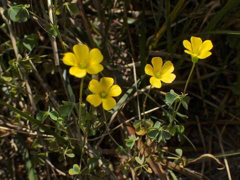 Oxalis perennans Haw.的圖片