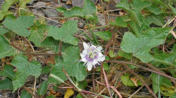 Sivun Passiflora foetida L. kuva