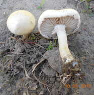 Image of Agrocybe molesta (Lasch) Singer 1978