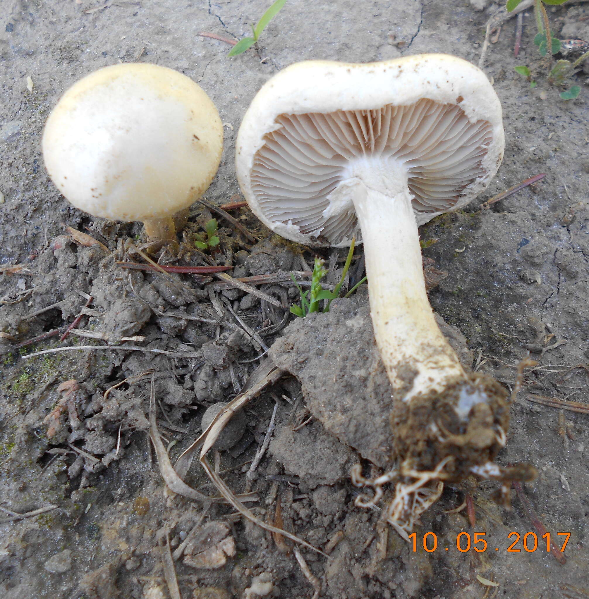 Image of Agrocybe molesta (Lasch) Singer 1978