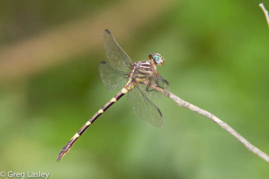 Image of Ringed Forceptail