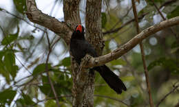 Image of Black-throated Grosbeak