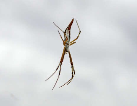 Image of Argiope protensa L. Koch 1872