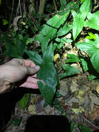 Image de Syngonium podophyllum Schott