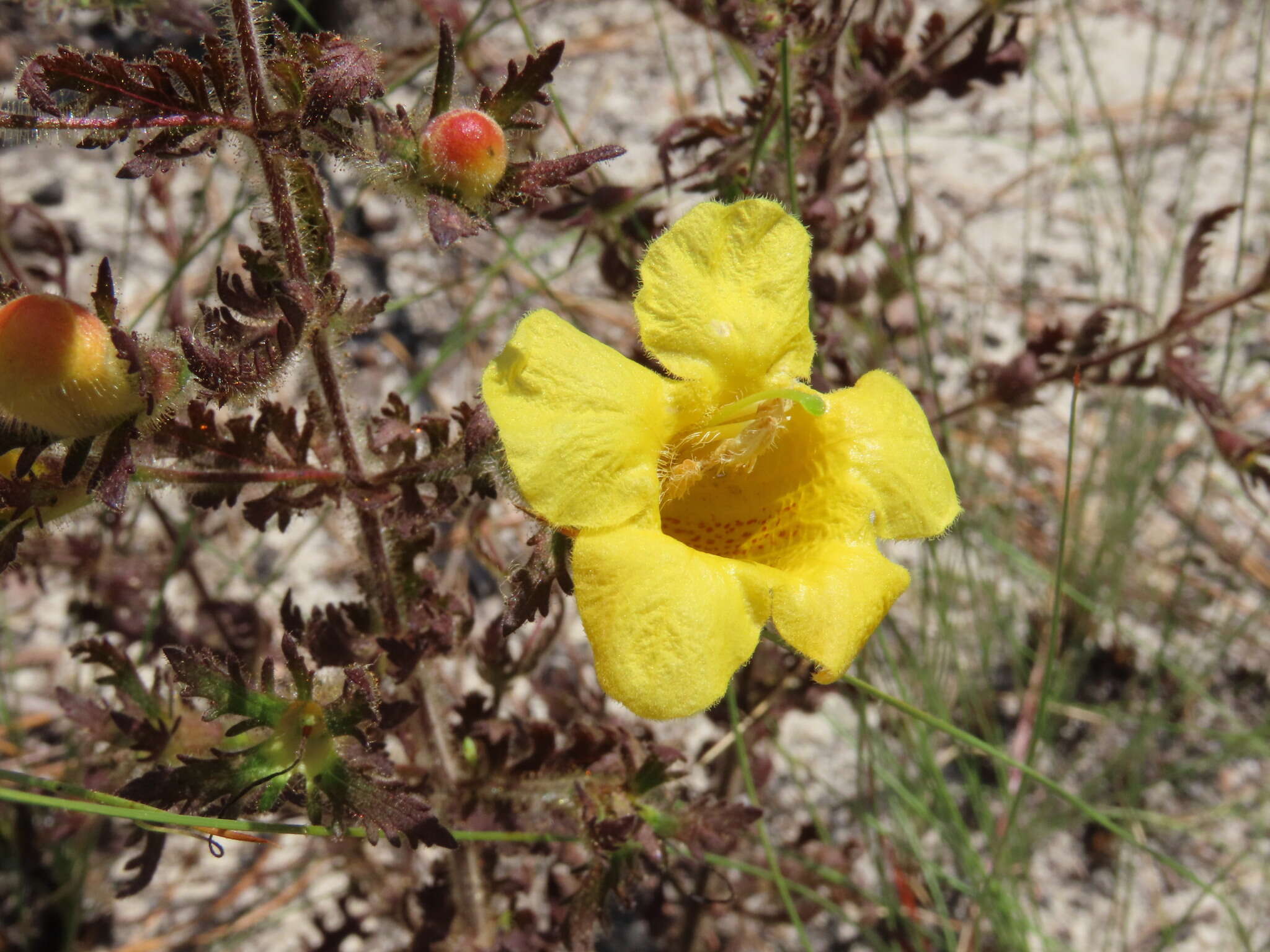 Image of combleaf yellow false foxglove