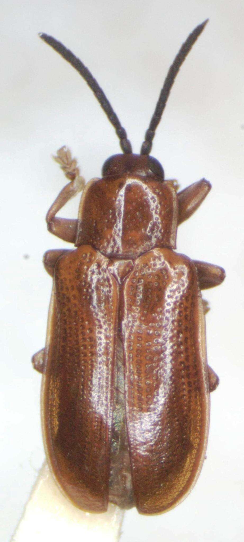 Cephaloleia puncticollis Baly 1885 resmi