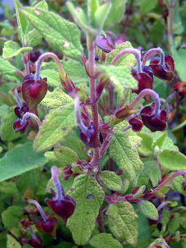 Image of salvia cistus