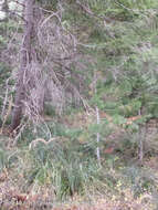Image of White-pine blister rust