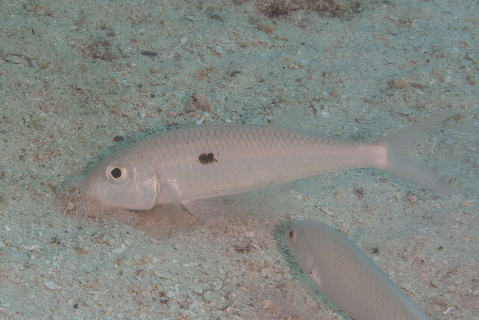 Sivun Mulloidichthys flavolineatus (Lacepède 1801) kuva