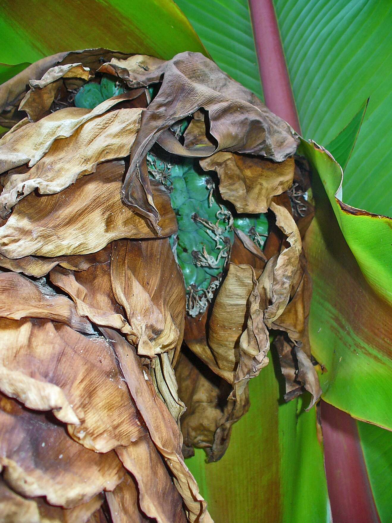 Imagem de Ensete ventricosum (Welw.) Cheesman